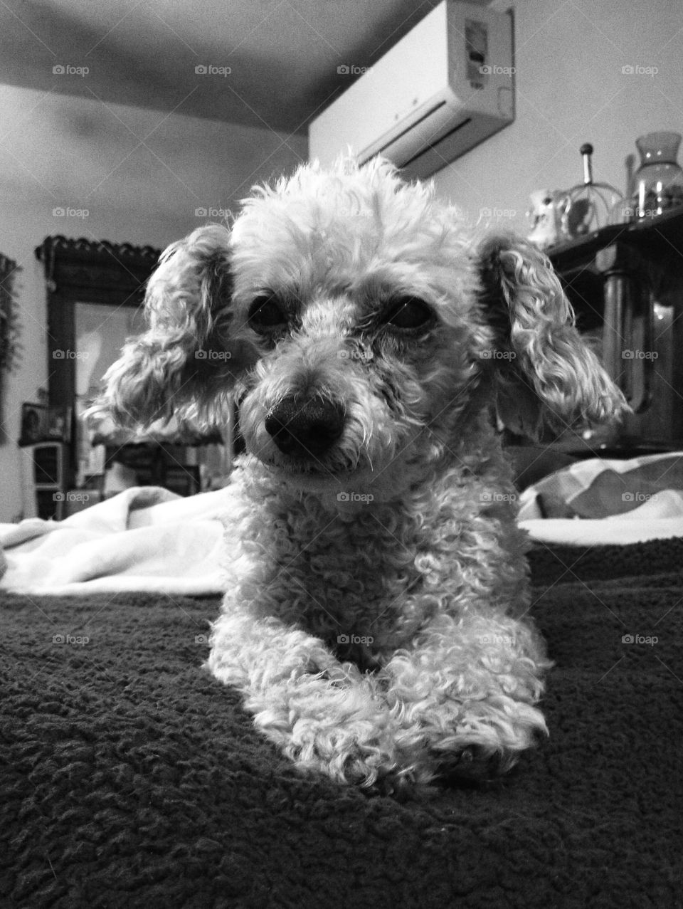 B&W of poodle laying eye level on bed top.