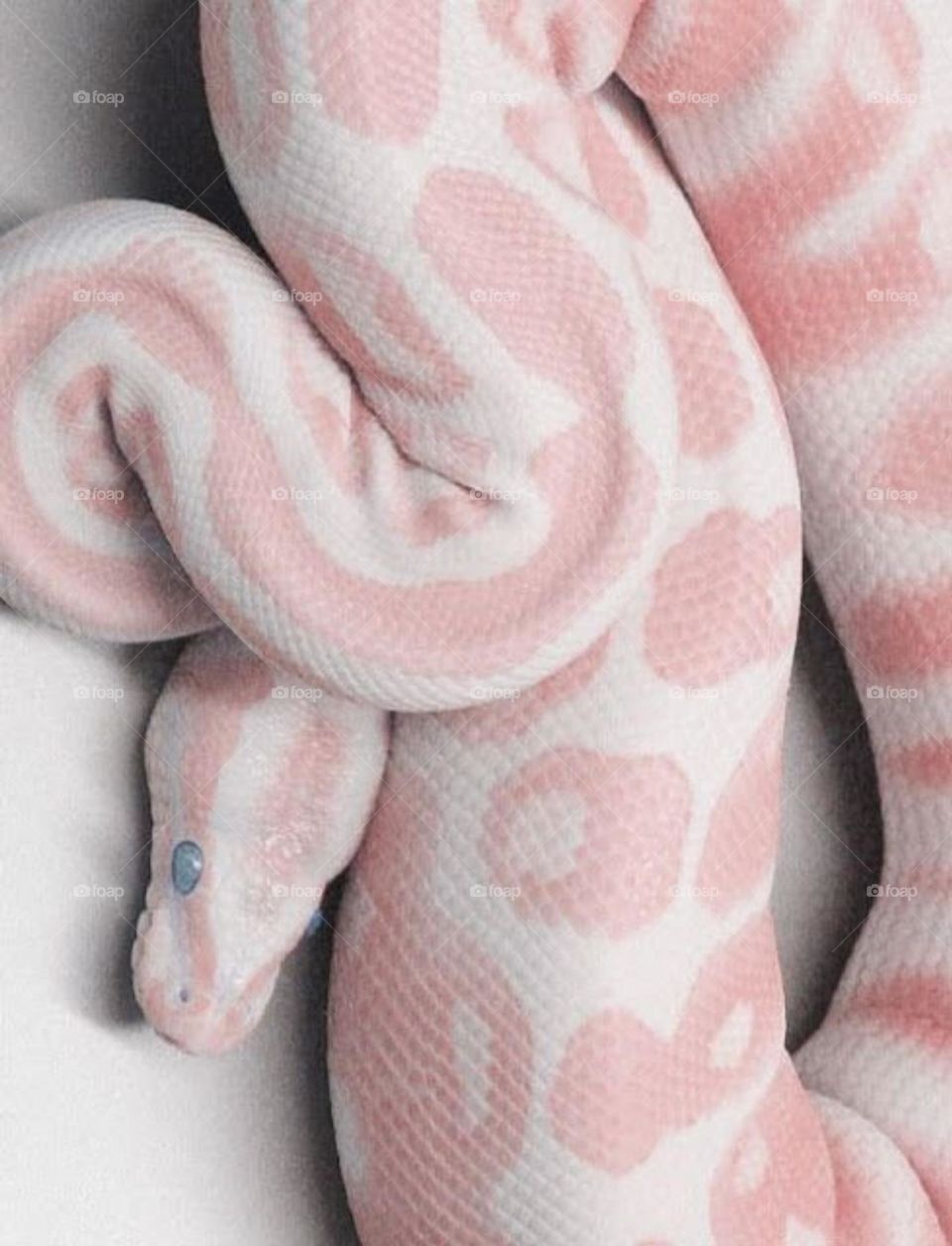 snakes are feary but in a way beautiful