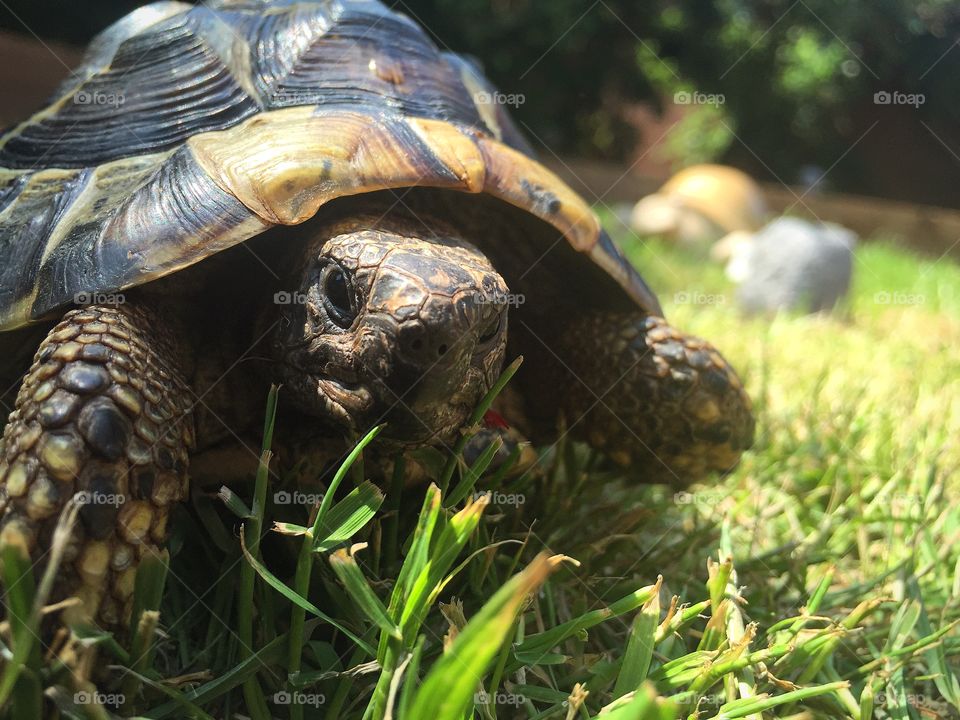 Tortoise in the sun
