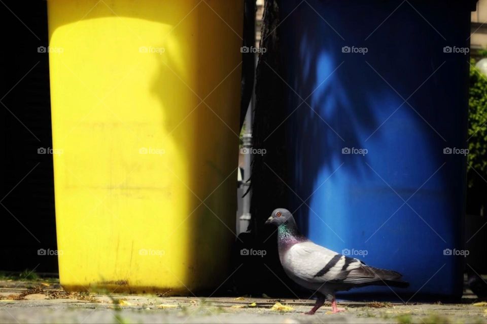 Close-up of a pigeon between two garbage cans in the city
