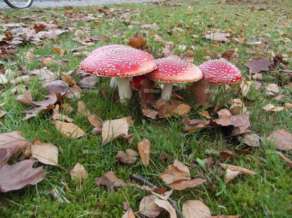 Close-up of mushrooms on grassy land