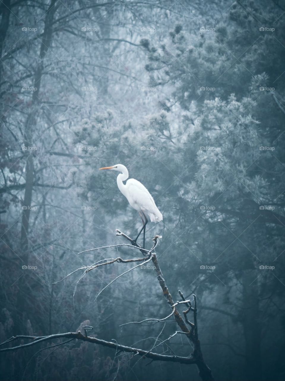 Egret