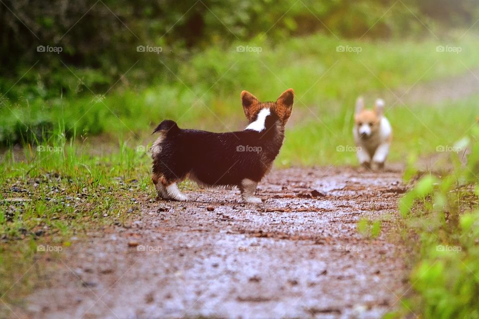 Wait for me. Two dogs