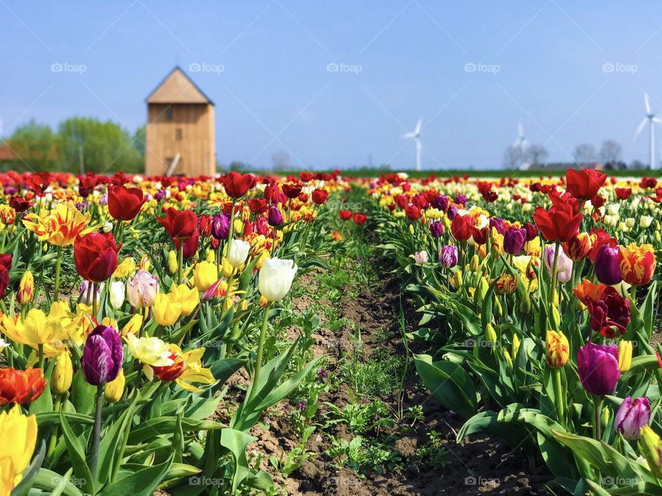 Tulip, Flower, No Person, Nature, Garden