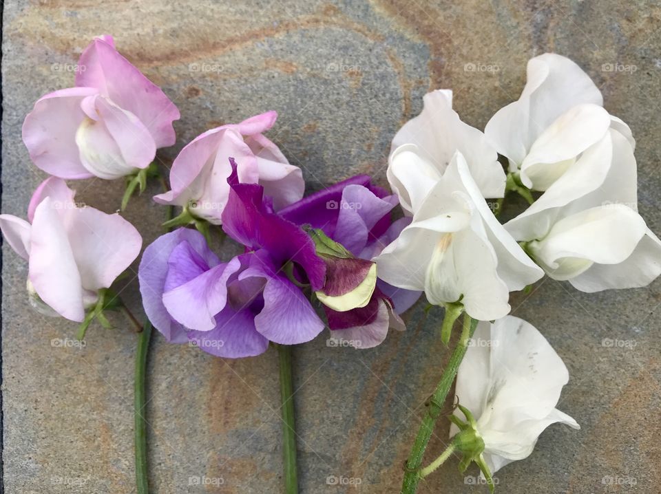 Floral bouquet shabby chic sweet peas on stone