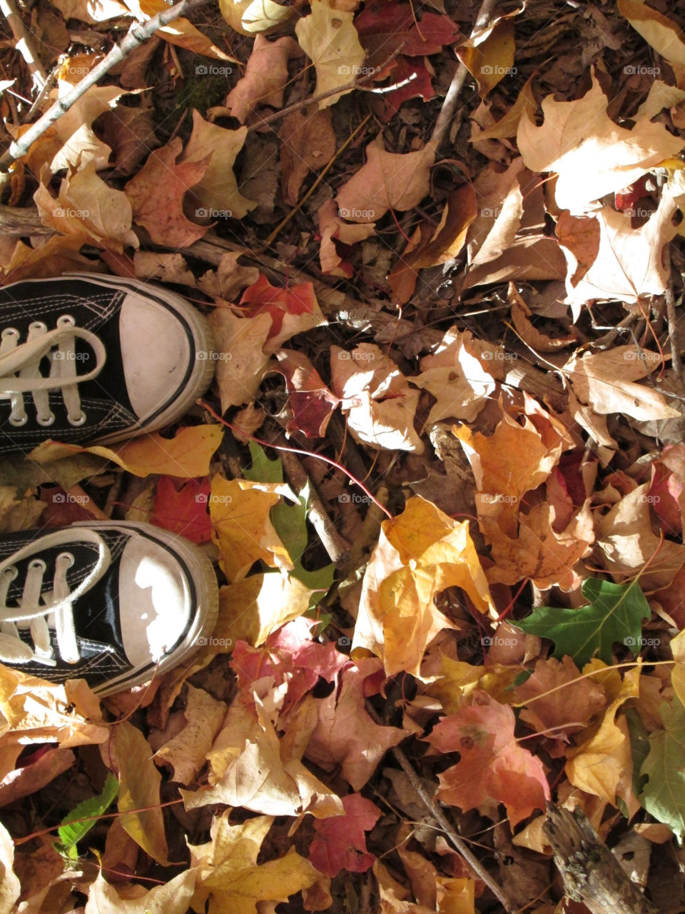 colors shoes leaves fall by ashley77