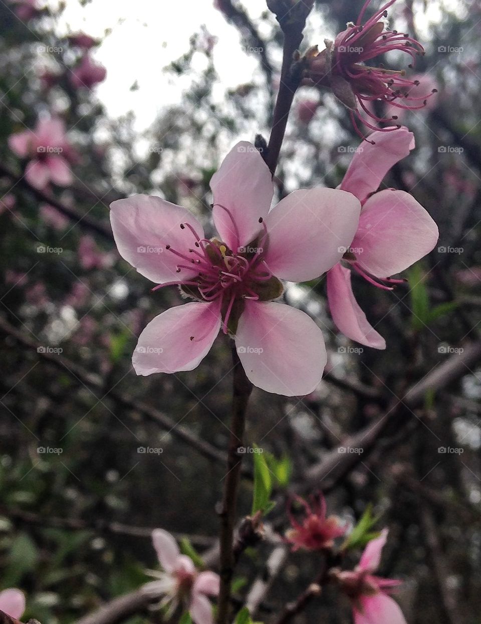 Pink blossom