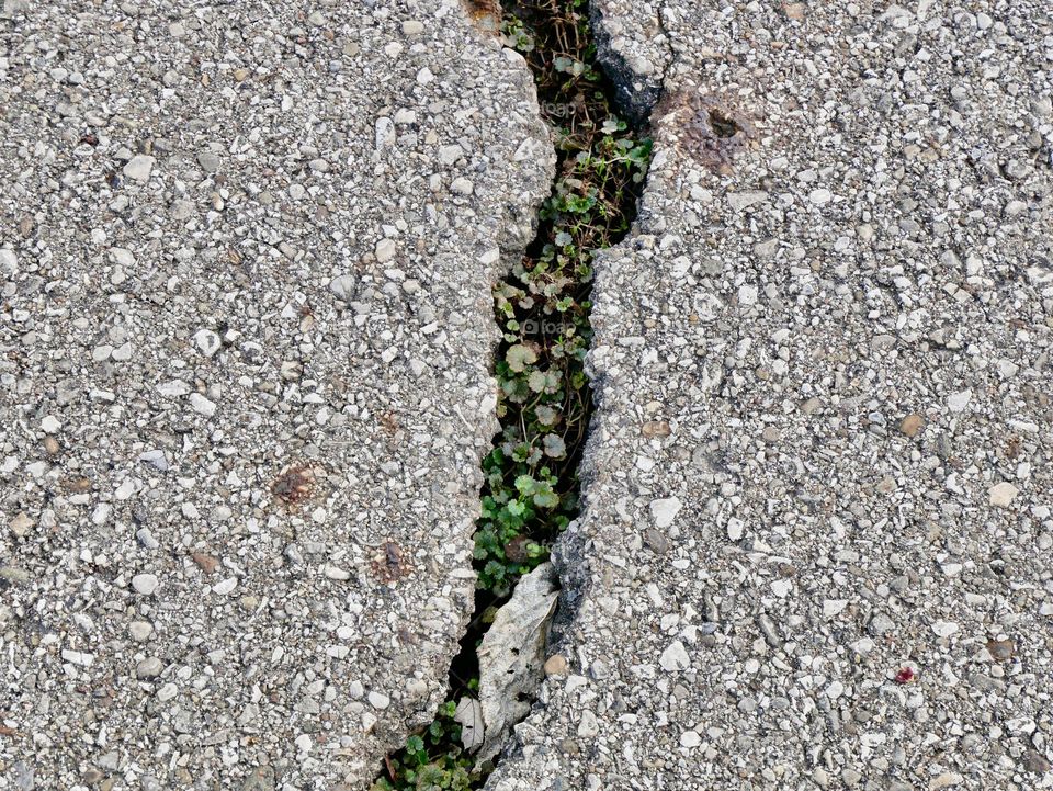 A crack in the sidewalk shows that Spring isn’t very far away! 