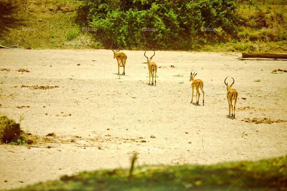 antelopes in national park Ruaha