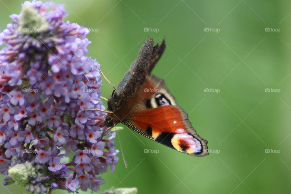 Peacock butterfly on buddleia 