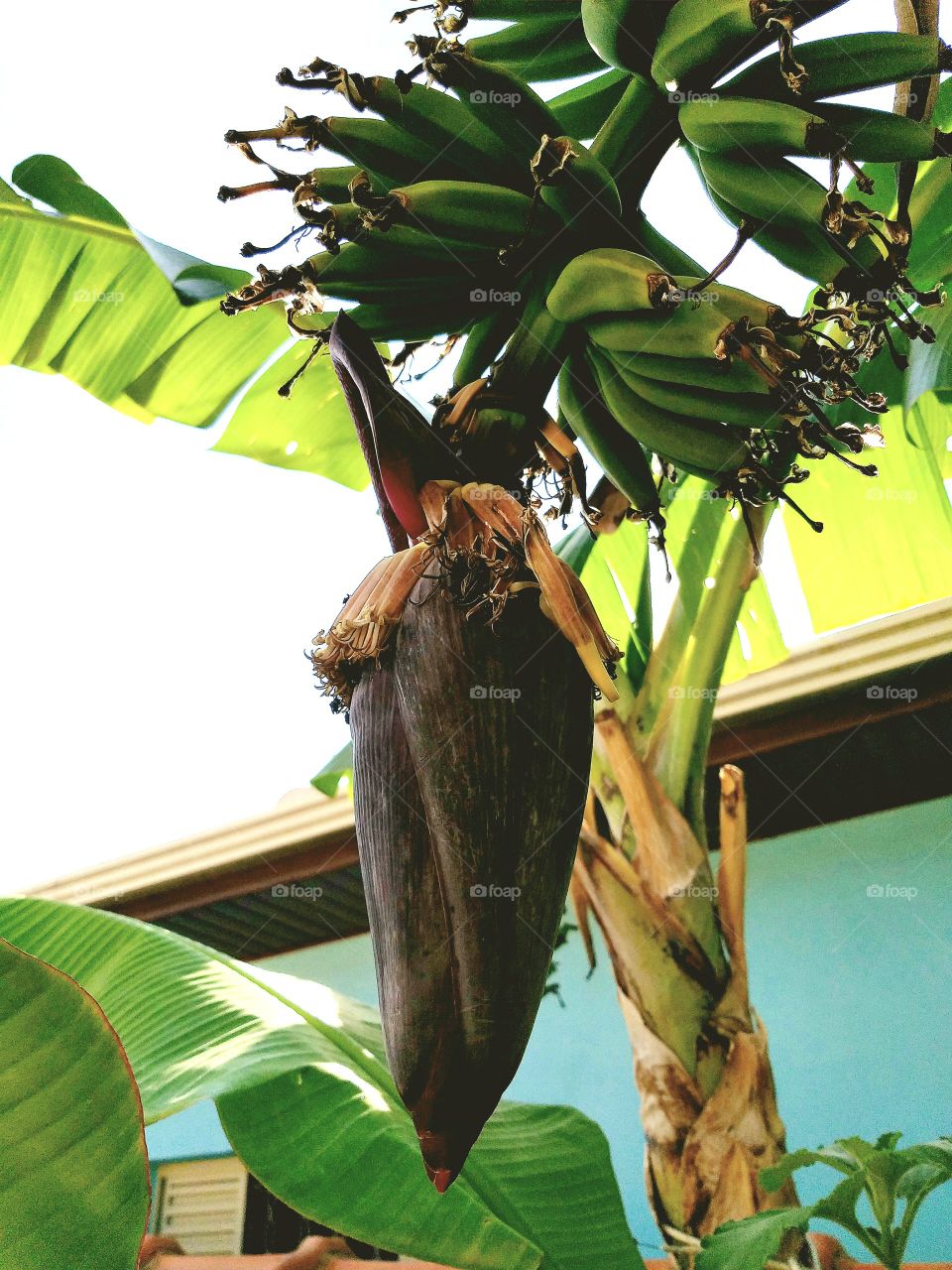 My banana tree bears a lot of banana bunches.