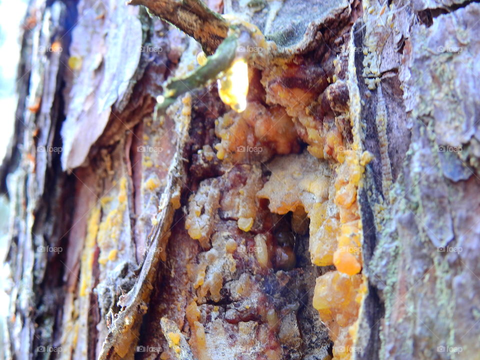 Drops of resin on a tree trunk