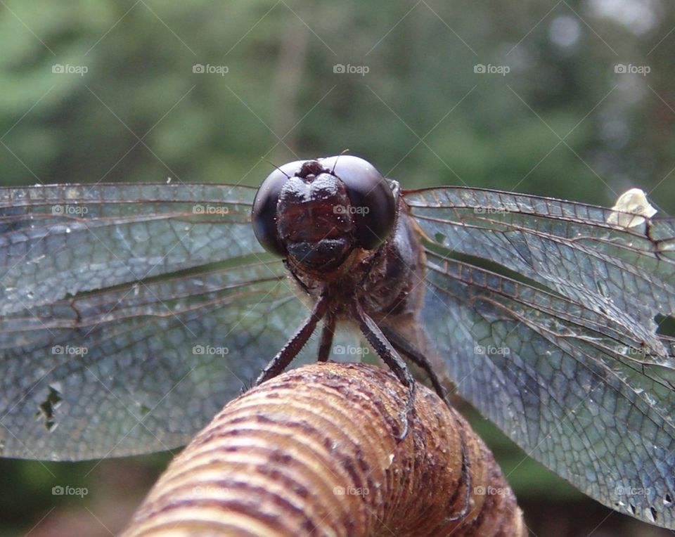 Dragonfly macro image sitting on bent rebar. Amazing face & mouth detail.