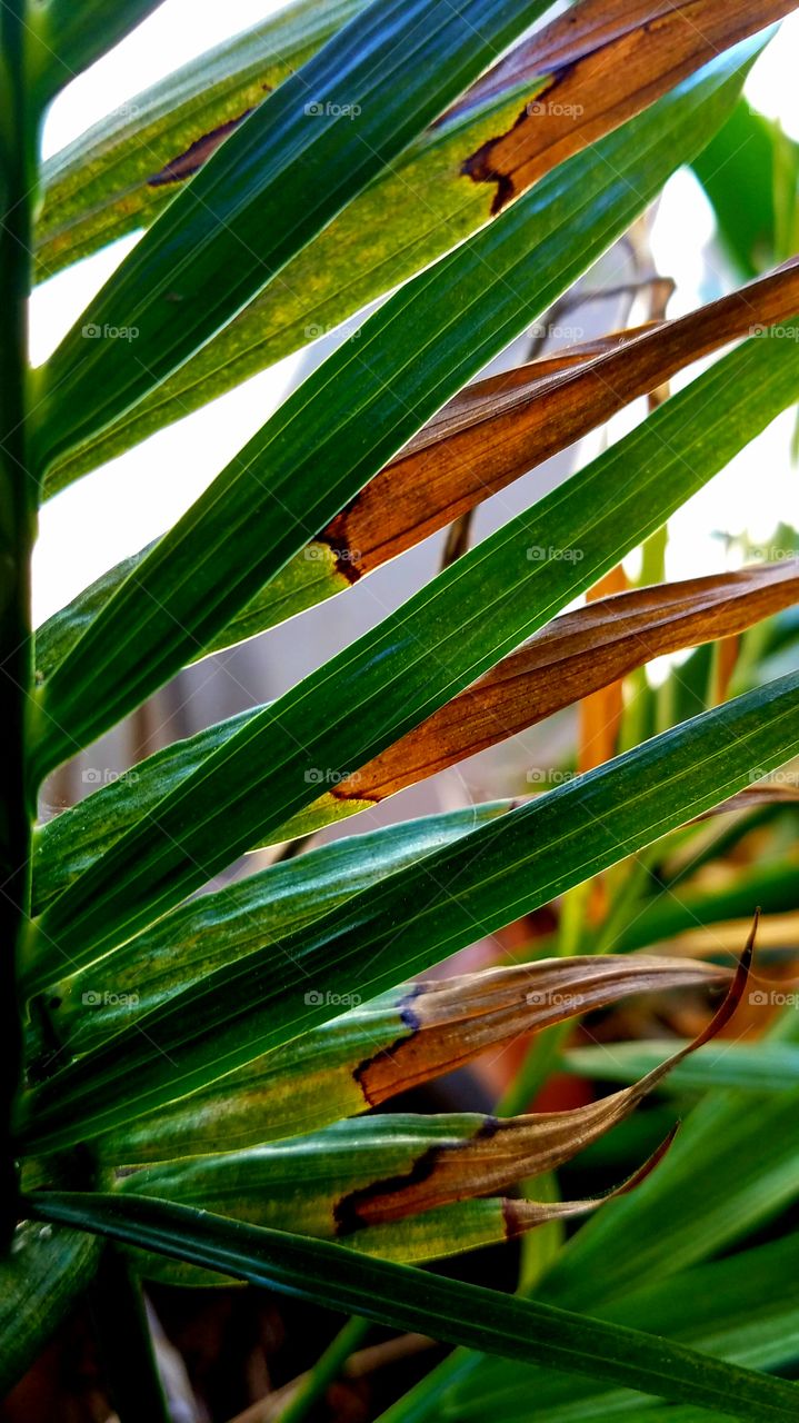 leaves drying