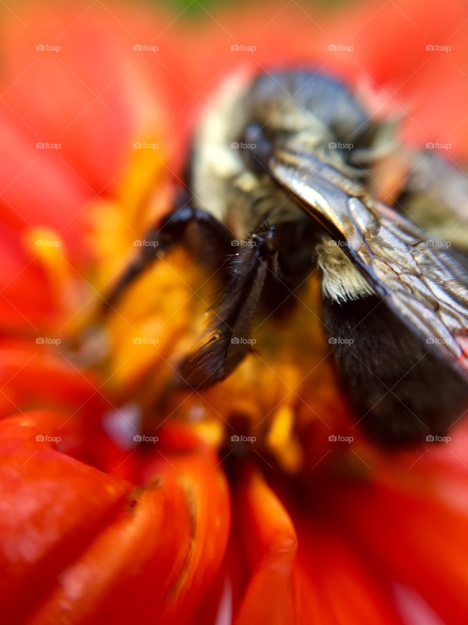 Bee on pistil and yellow stamen of a red flower.