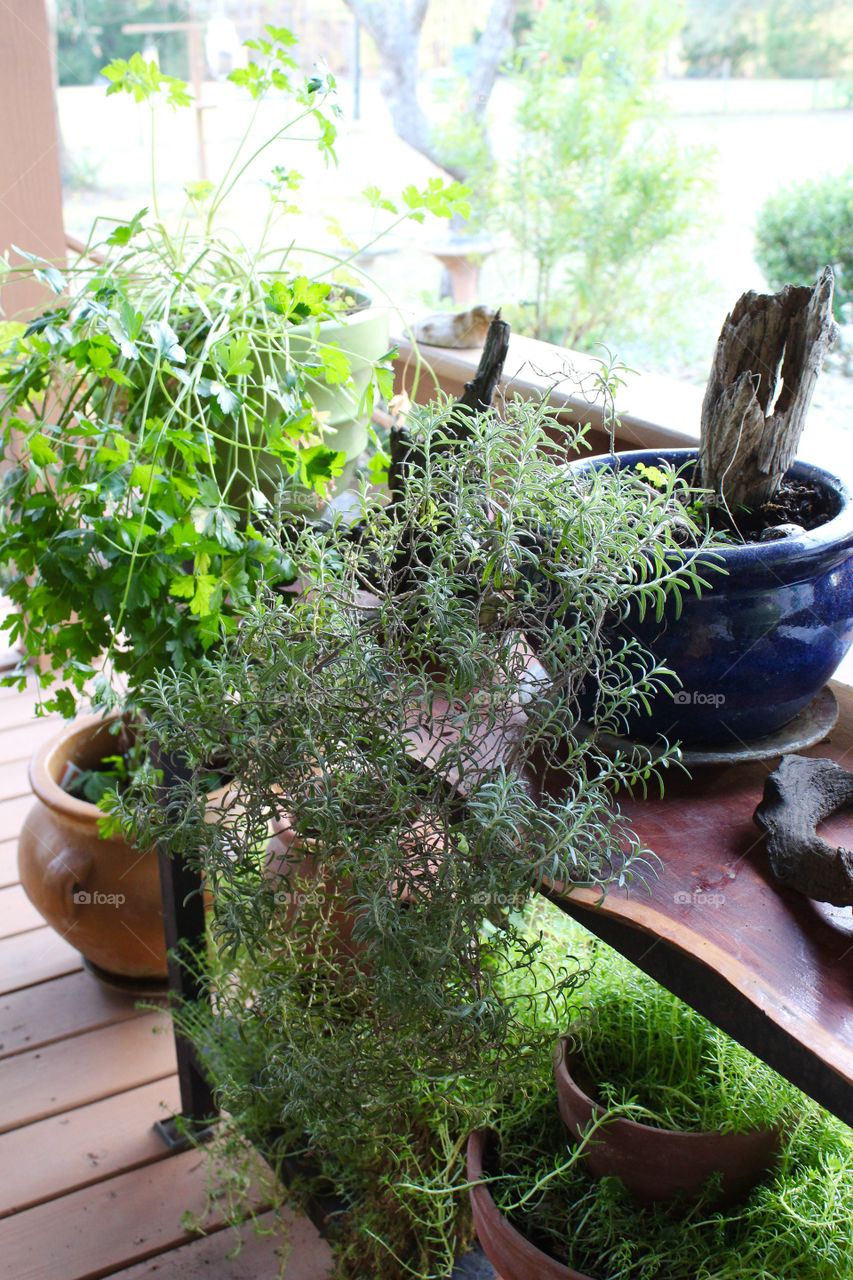 House plants on the porch