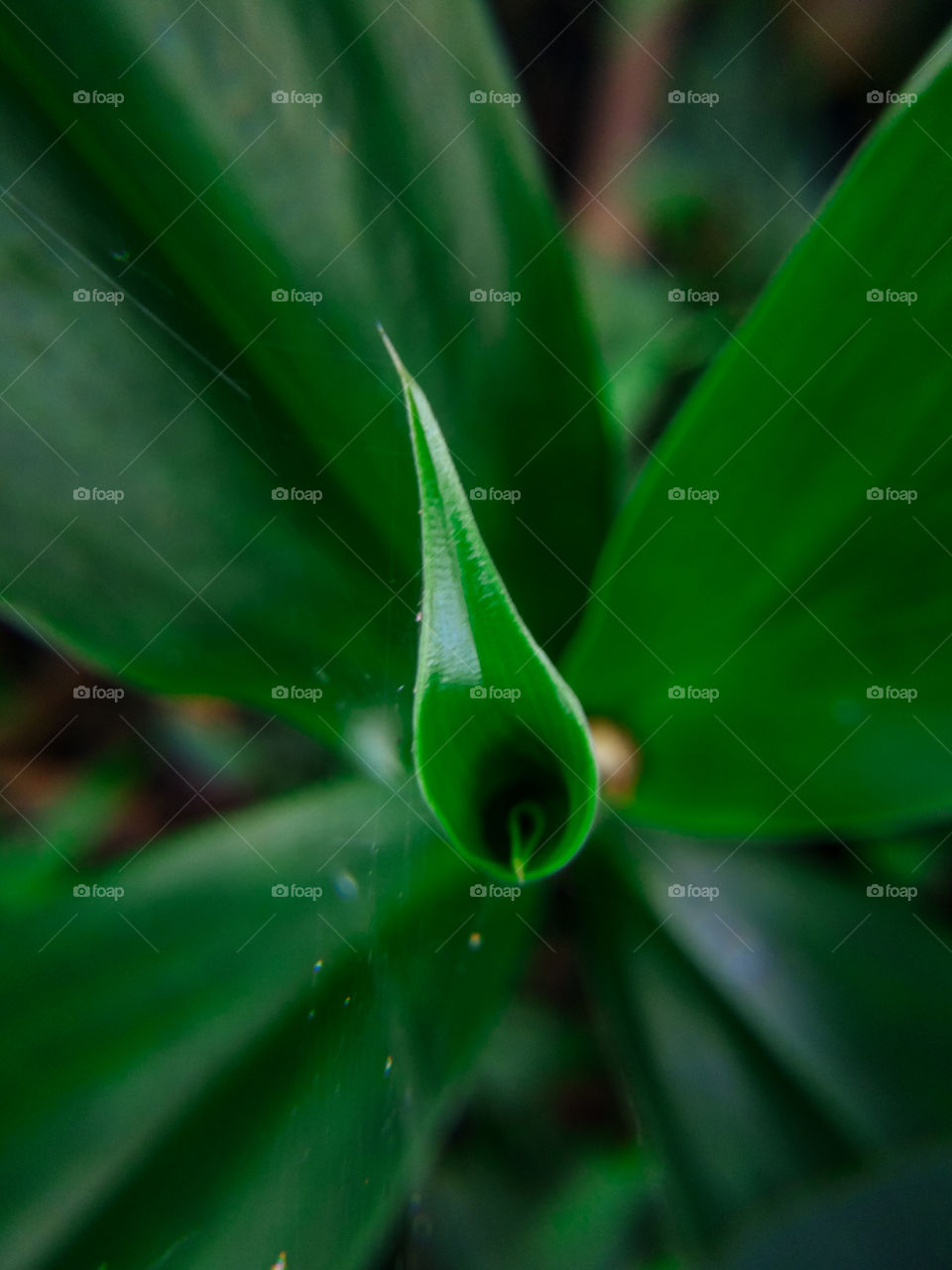 leaf daun yang membentuk abstrack