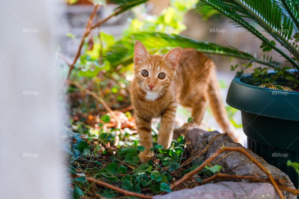 Playful Kitten