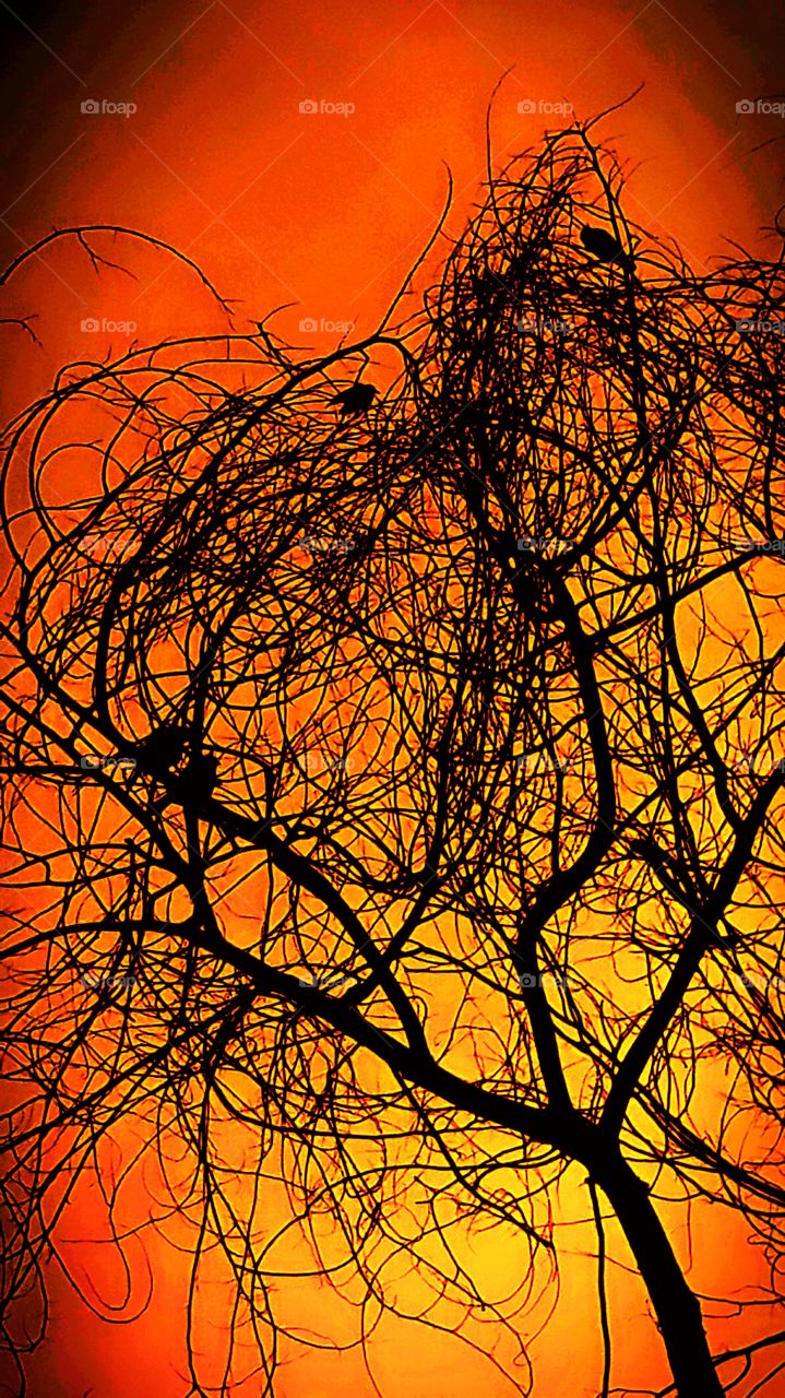 tendency for the fall