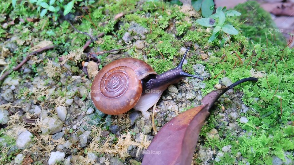 Little Snail