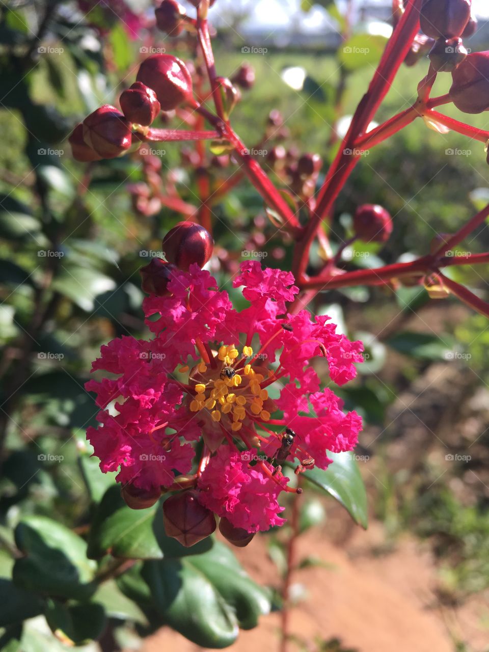 🌼#Flores do nosso #jardim, para alegrar e embelezar nosso dia!
#Jardinagem é nosso #hobby.
🌹
#flor #flowers #fower #pétalas #garden #natureza #nature #flora