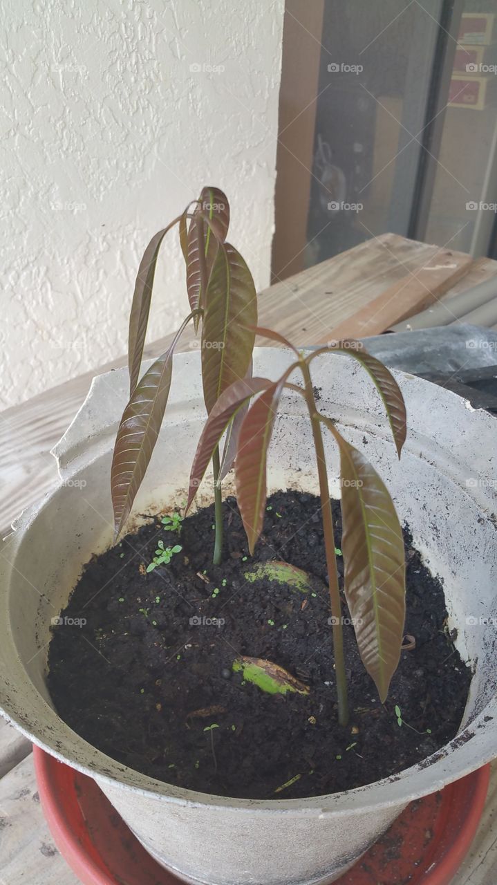 Mango Seedlings