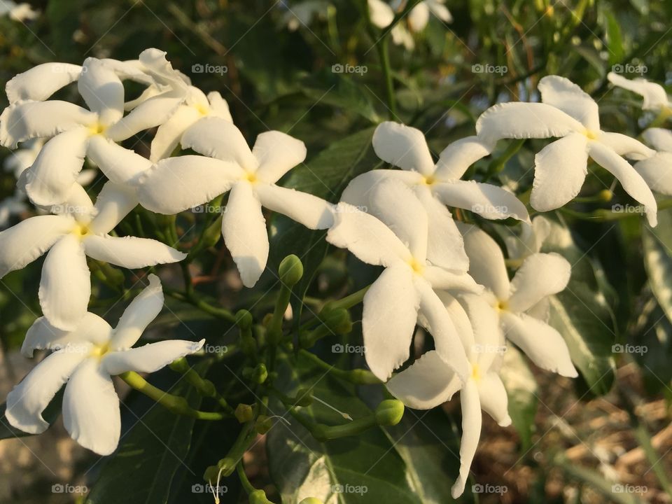 Jasmine flower 