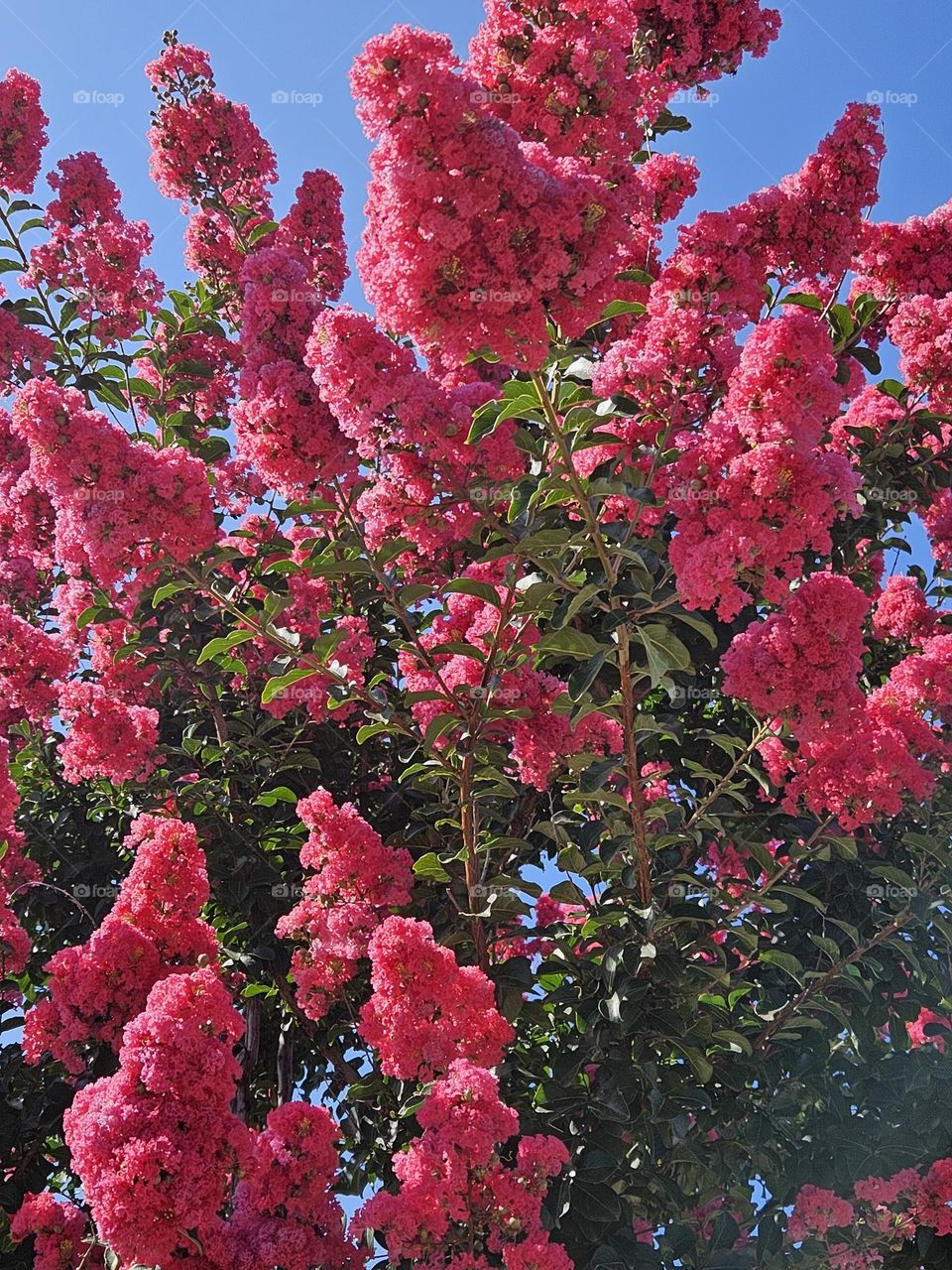 A Luscious Pink Tree