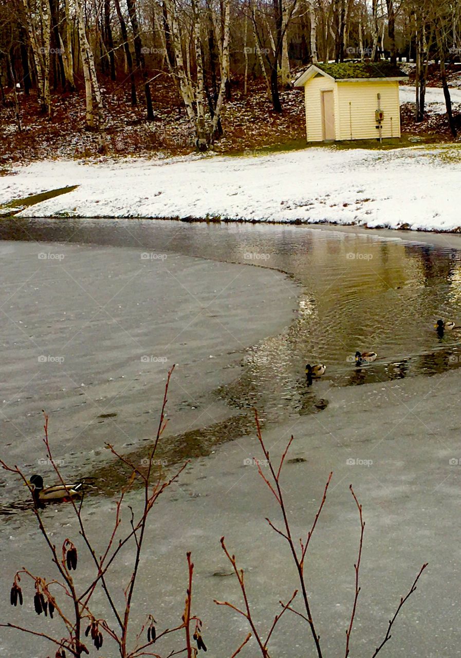 The lead duck is the icebreaker 