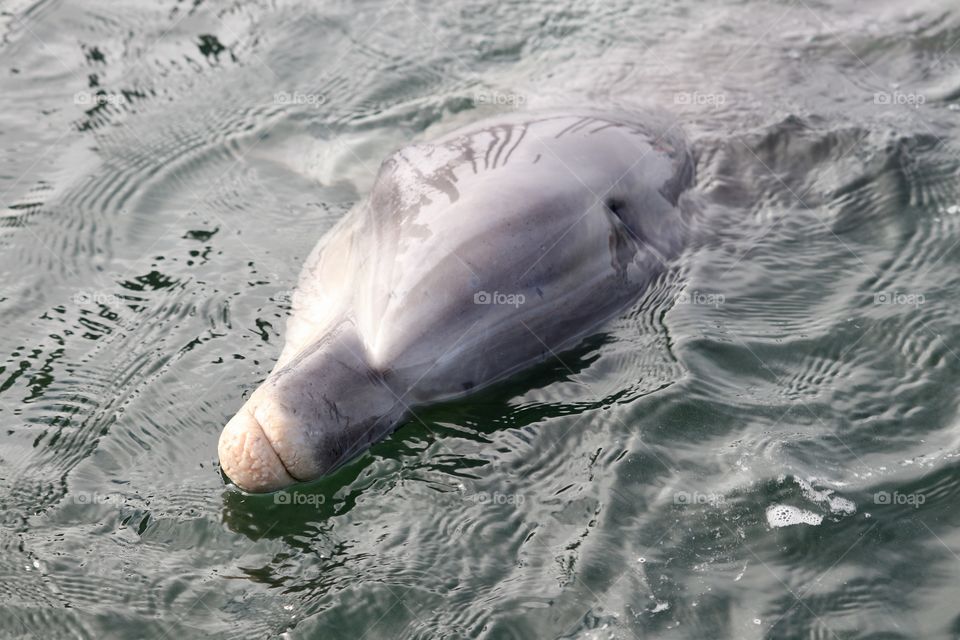Closeup wild dolphin on water head shot 