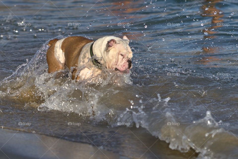 Bulldog bañandose en el mar