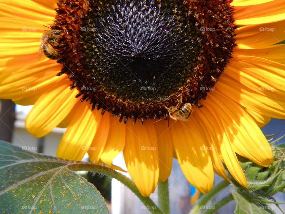 Bee on sunflower
