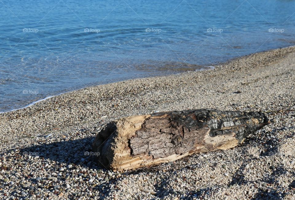 A tree trunk near the sea