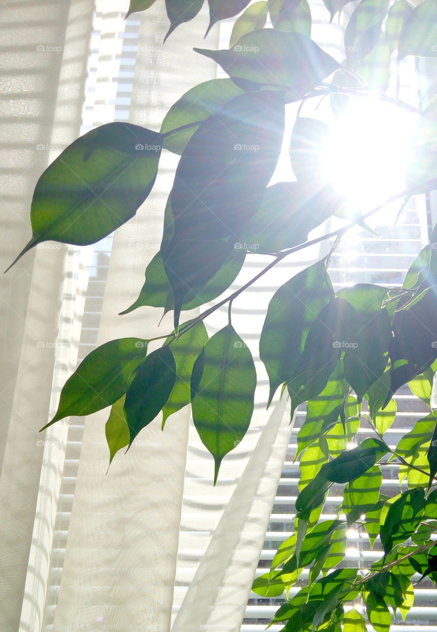 Home plants, leaves close up