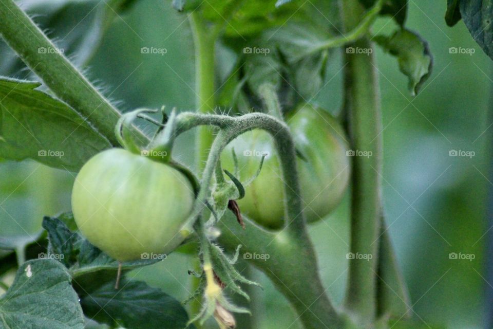 Tomatoes on the vine!