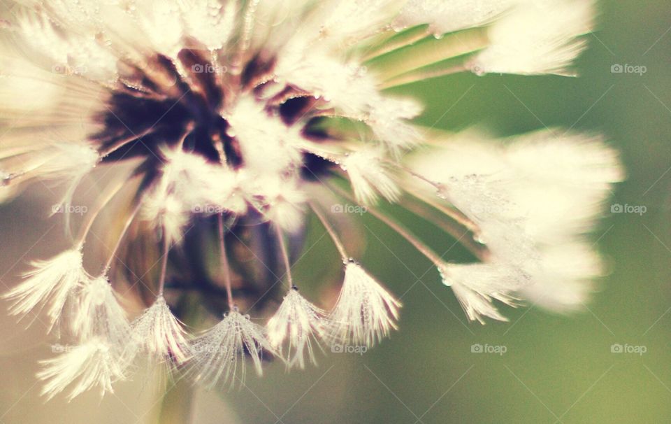 Dewy dandelion closeup showing feathery detail of individual seeds