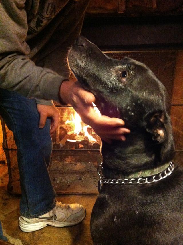 In dog we trust. In dog we trust