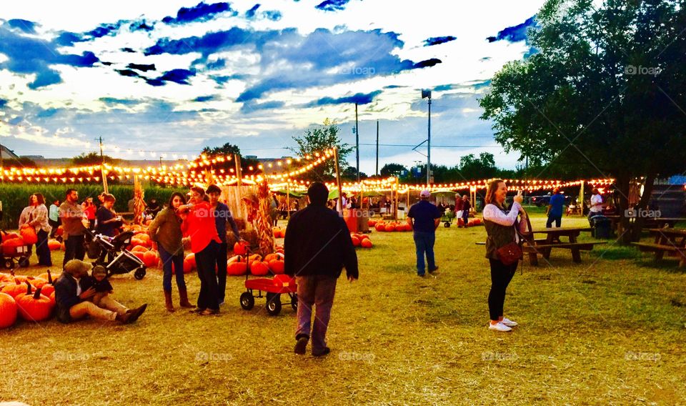 Pumpkin patch in Dallas Texas 