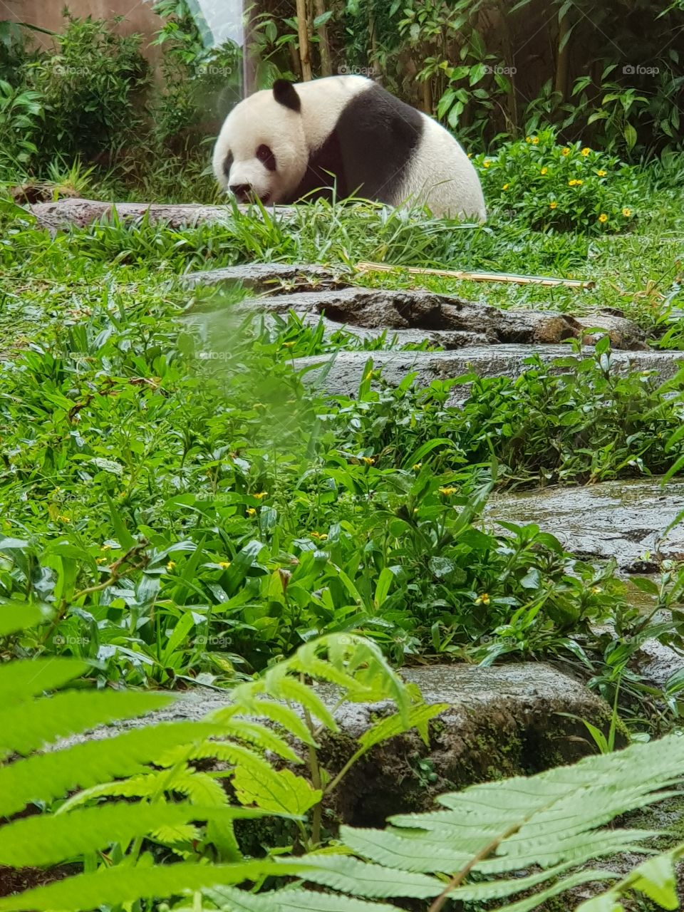 Giant Panda from China