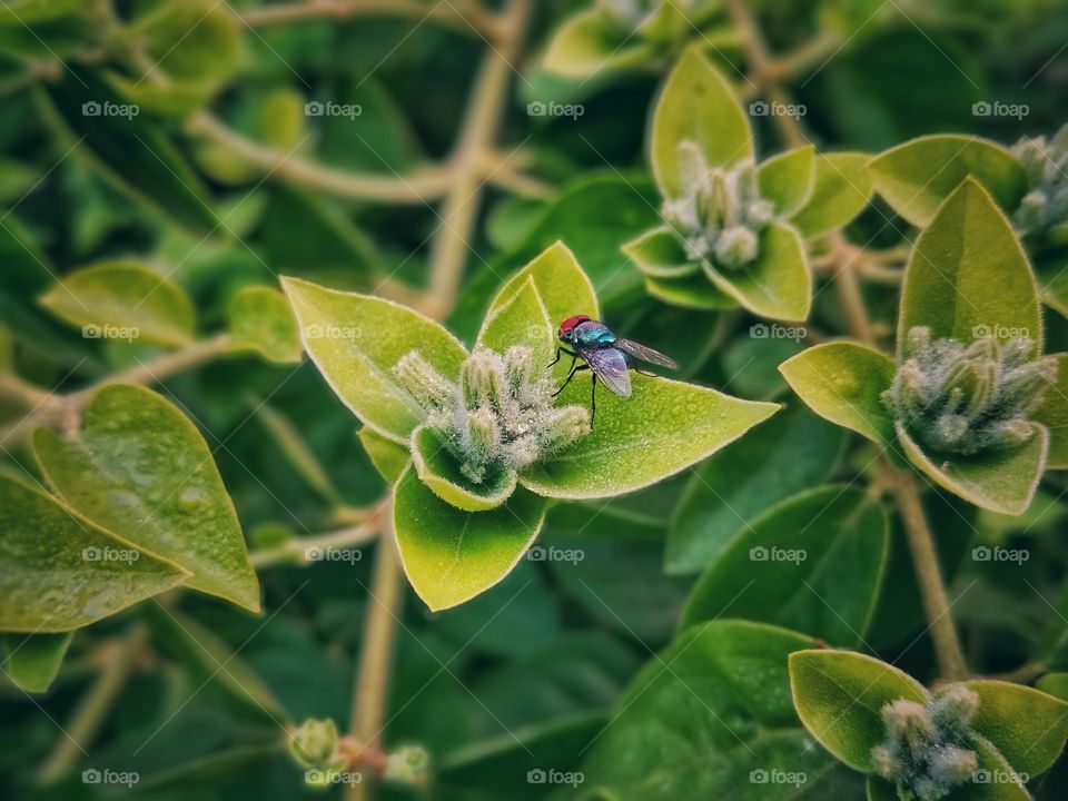 Fresh green leaf and small insect fly