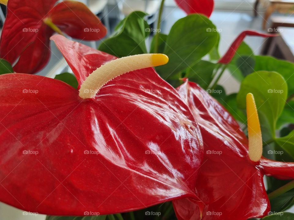anturium