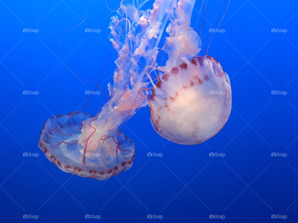 Jellyfish at Monterey Bay Aquarium
