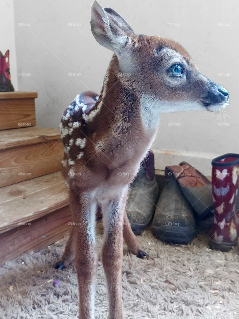 Abandoned fawn spends the weekend with us while waiting on a knowledgeable rescue. Beautiful Eyes on this deer
