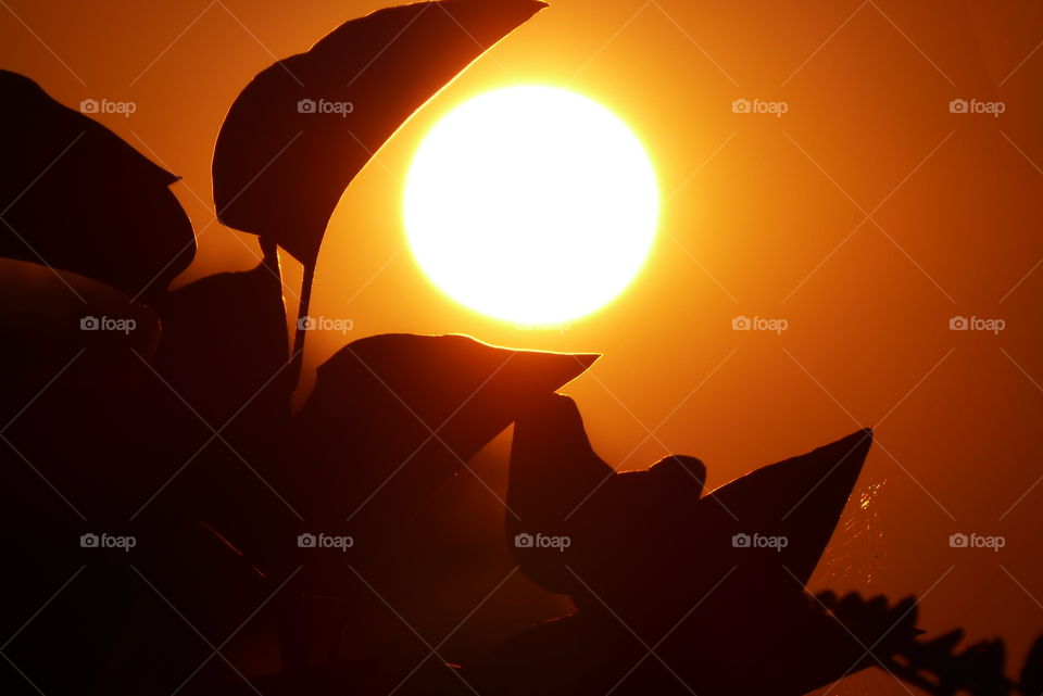 Closeup of the sun in the evening.Pretty silhouettes of leaves of a lilac bush that frame the sun