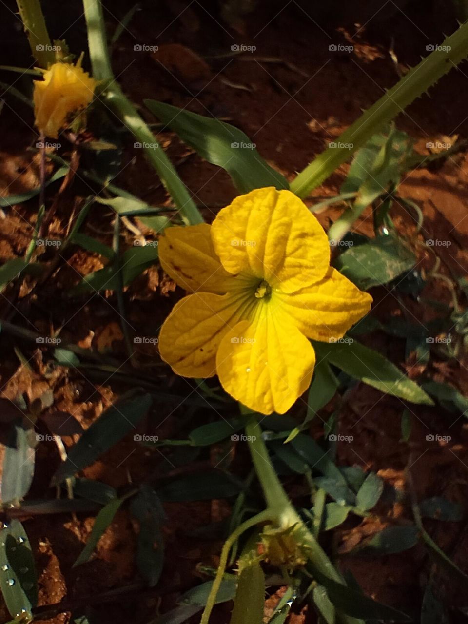 the flowers of the cucumber plant are yellow