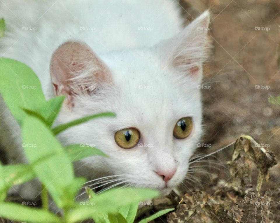 Kitten staring at something 