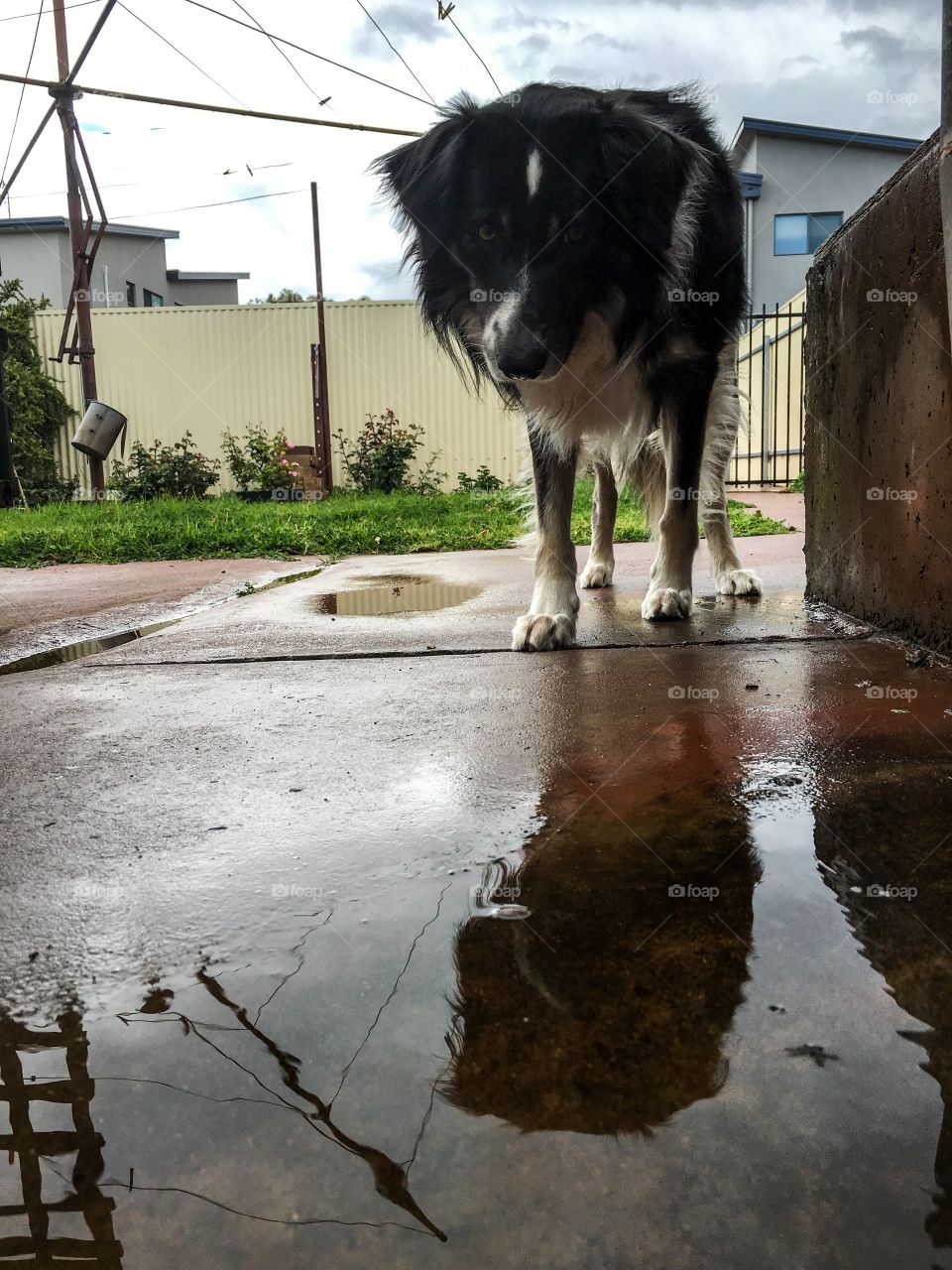 Border collie sheepdog seeing his reflection in puddle of rainwater and curious 