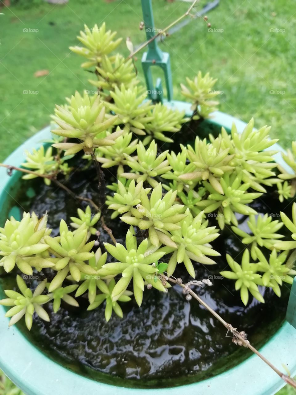 Beautiful light green flower pot