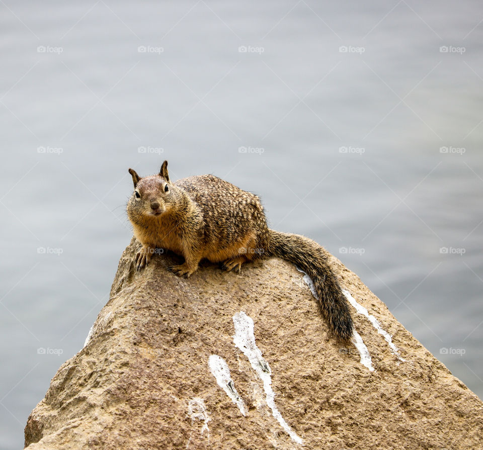 Squirrel at the beach 