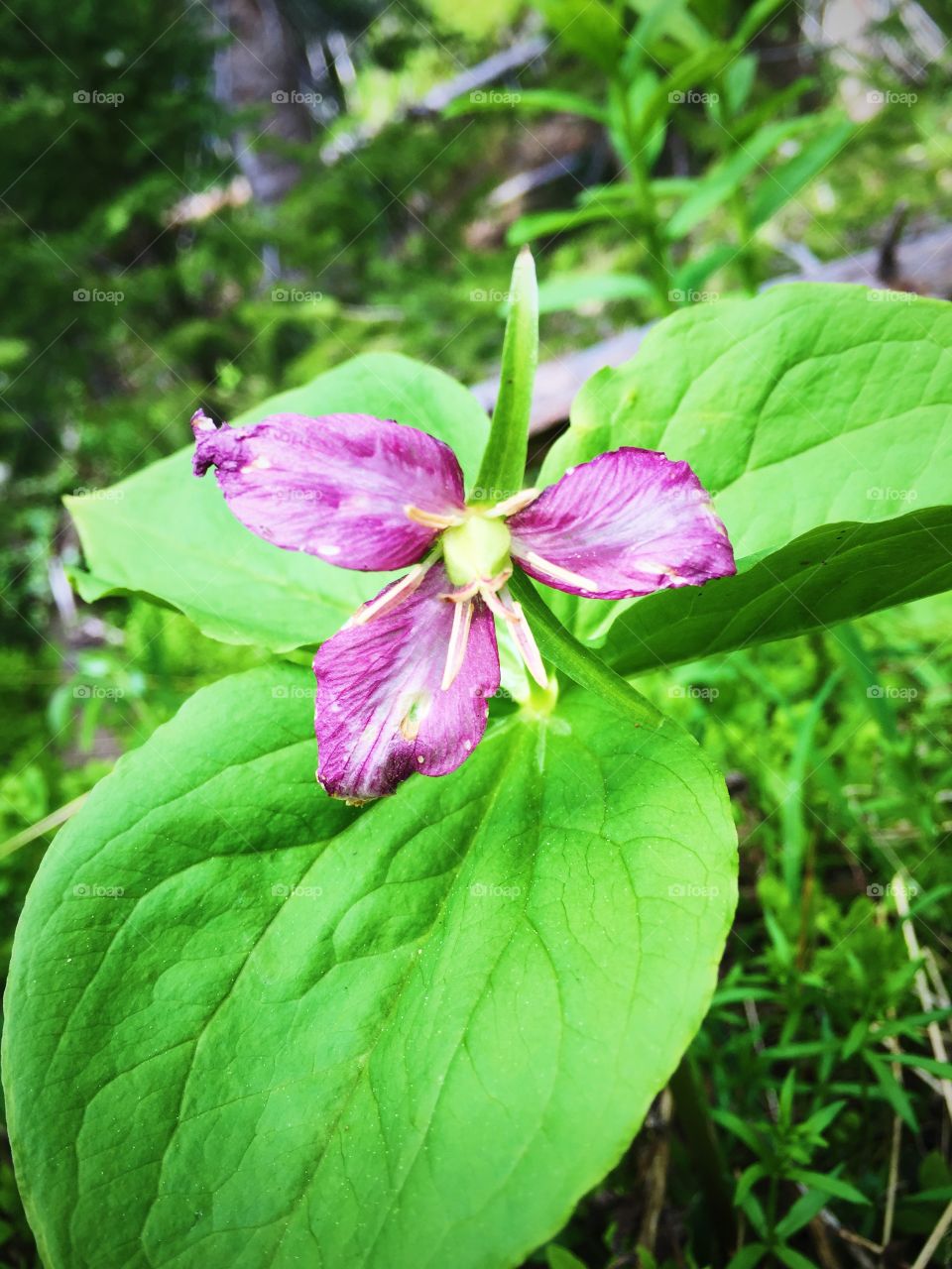 Blossom of Hope